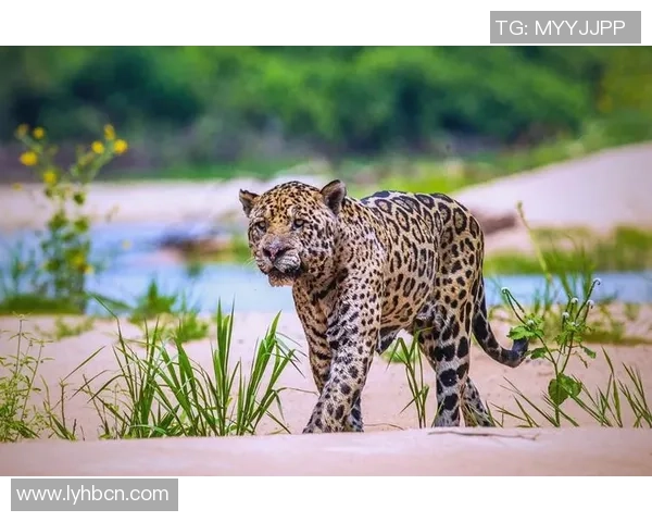 特拉维与阿尔特的精彩对决揭示足球战术与团队合作的魅力